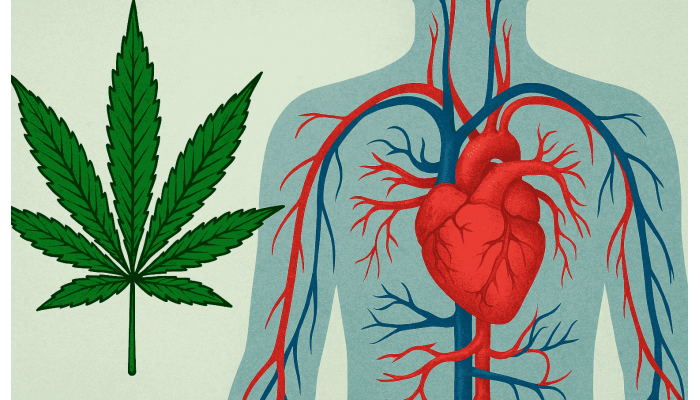 Cannabis and the cardiovascular system: risks and opportunities