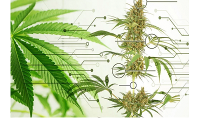 Anatomy of the marijuana plant