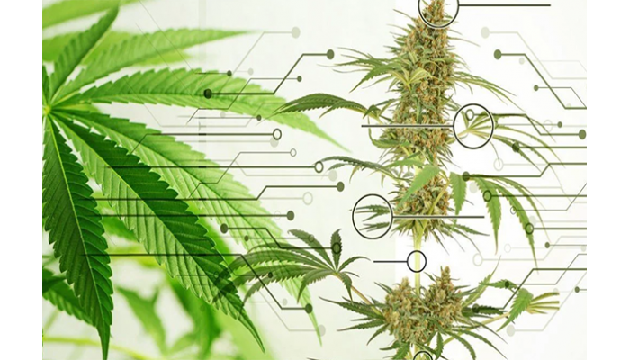 Anatomy of the marijuana plant