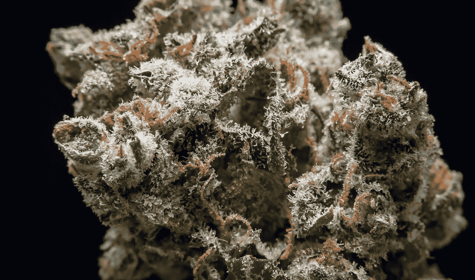 AK-47 variety: legendary genetics in history