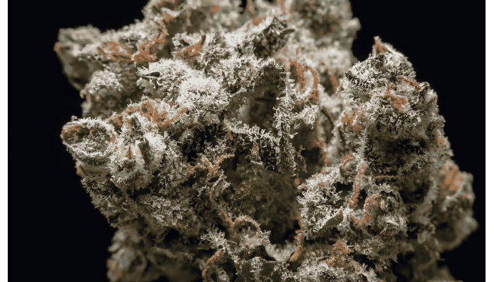 AK-47 variety: legendary genetics in history