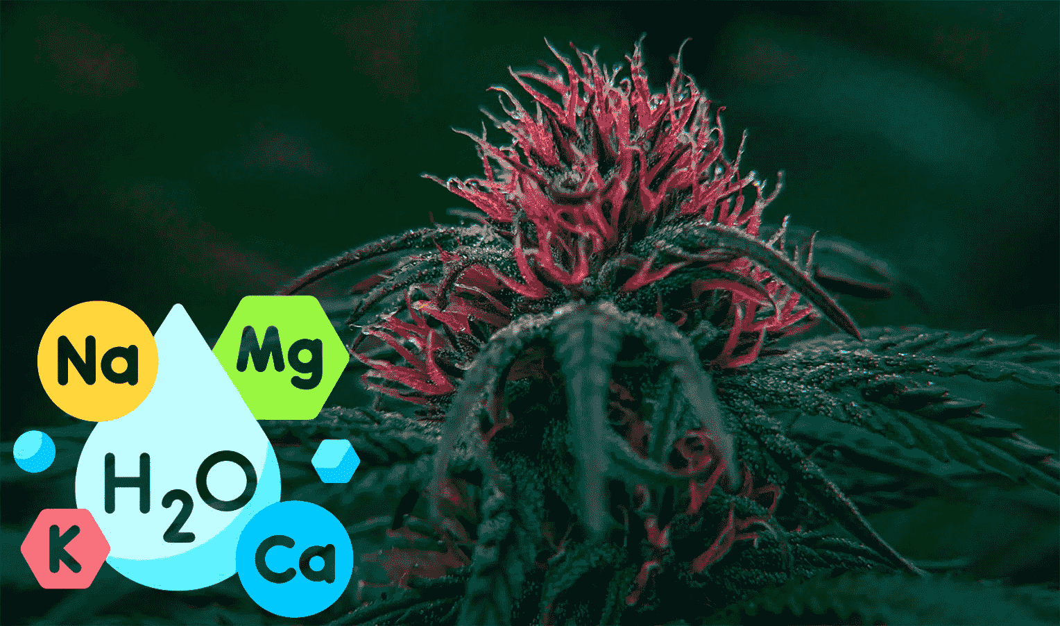 Mineral nutrition for cannabis: macronutrients