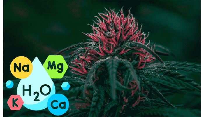 Mineral nutrition for cannabis: macronutrients