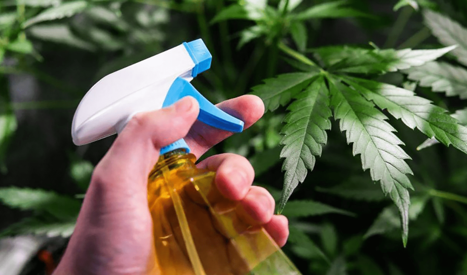 How experienced growers make a natural pesticide to protect bushes