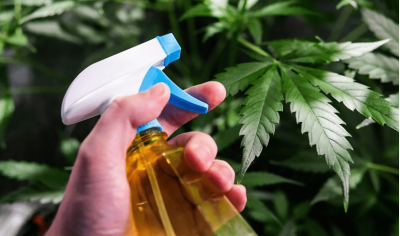 How experienced growers make a natural pesticide to protect bushes