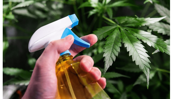 How experienced growers make a natural pesticide to protect bushes