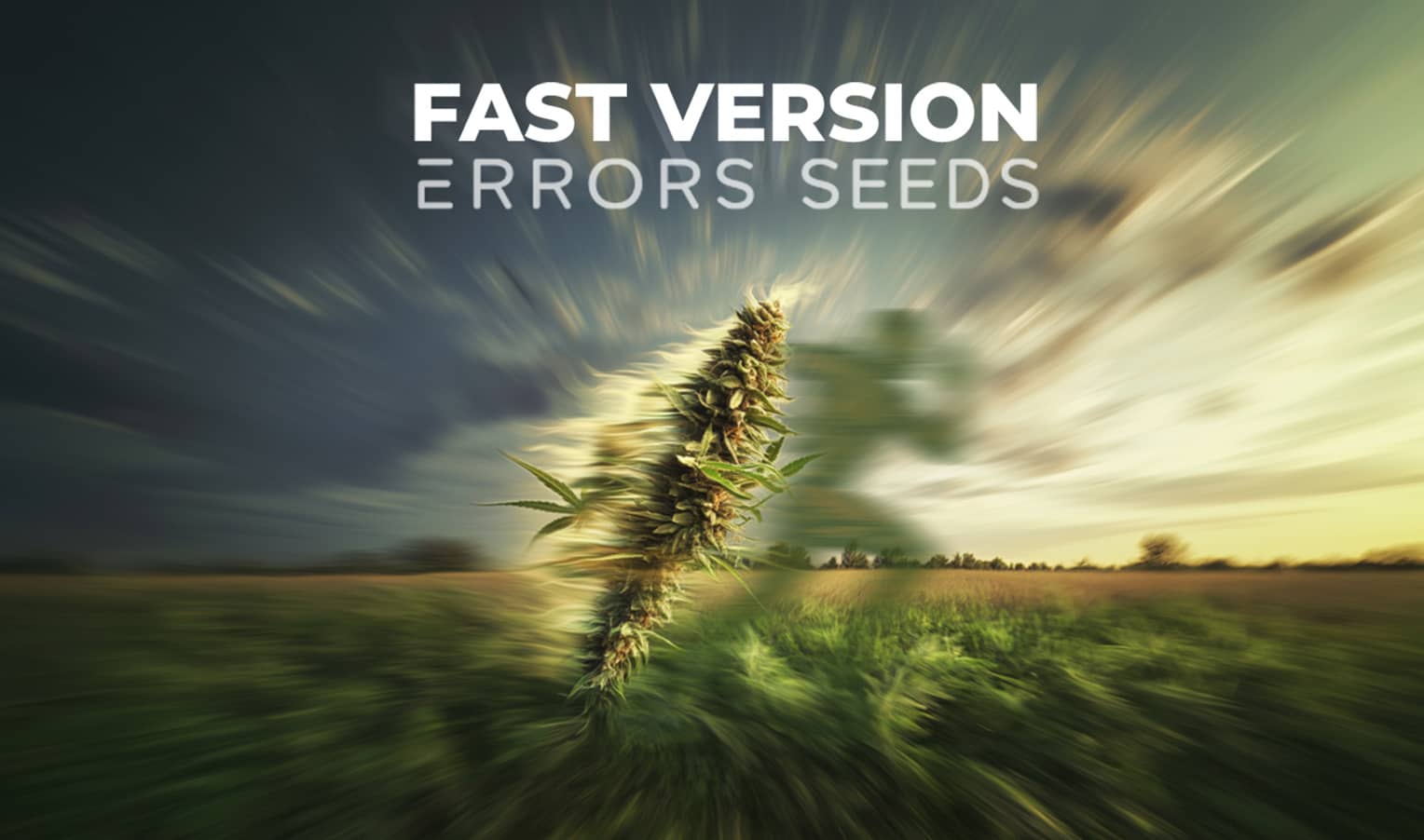 Fast-flowering cannabis seeds: a new release from "Errors Seeds Fast Version"