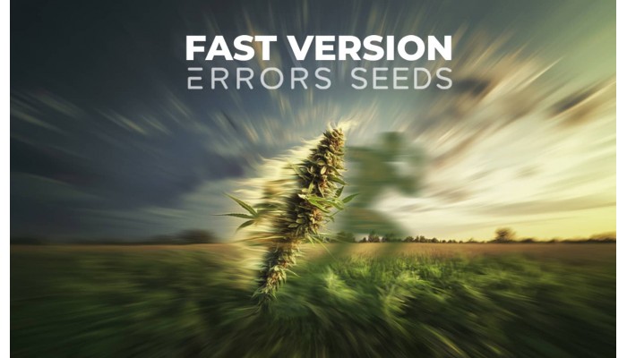 Fast-flowering cannabis seeds: a new release from "Errors Seeds Fast Version"