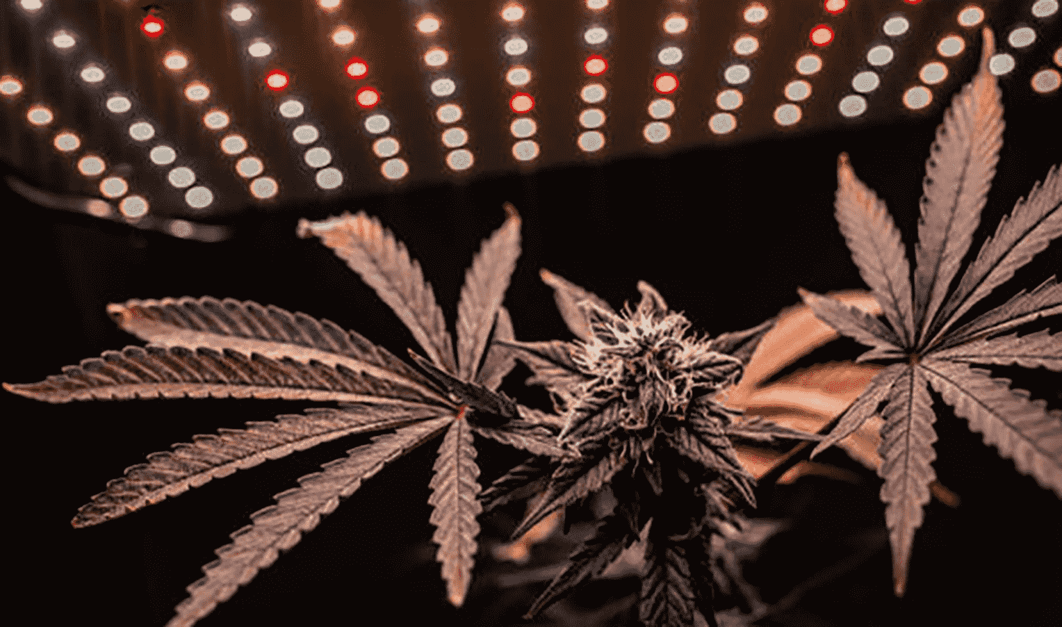 Optimum lighting for autoflowering cannabis varieties
