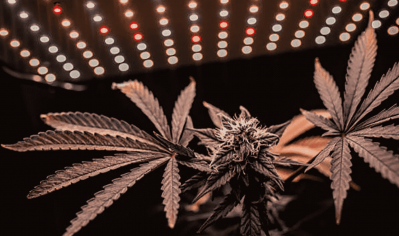 Optimum lighting for autoflowering cannabis varieties