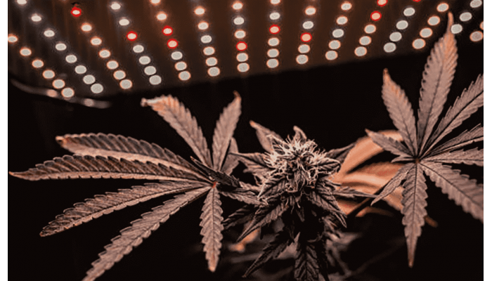 Optimum lighting for autoflowering cannabis varieties
