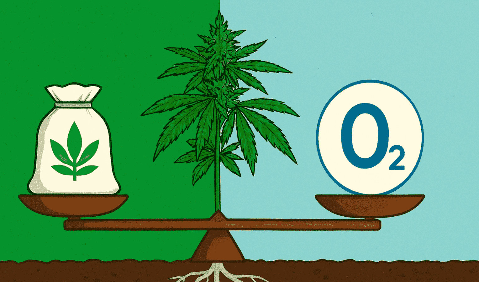 What is more important for cannabis: nutrition or access to oxygen?