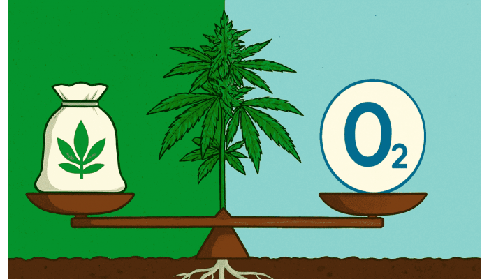 What is more important for cannabis: nutrition or access to oxygen?