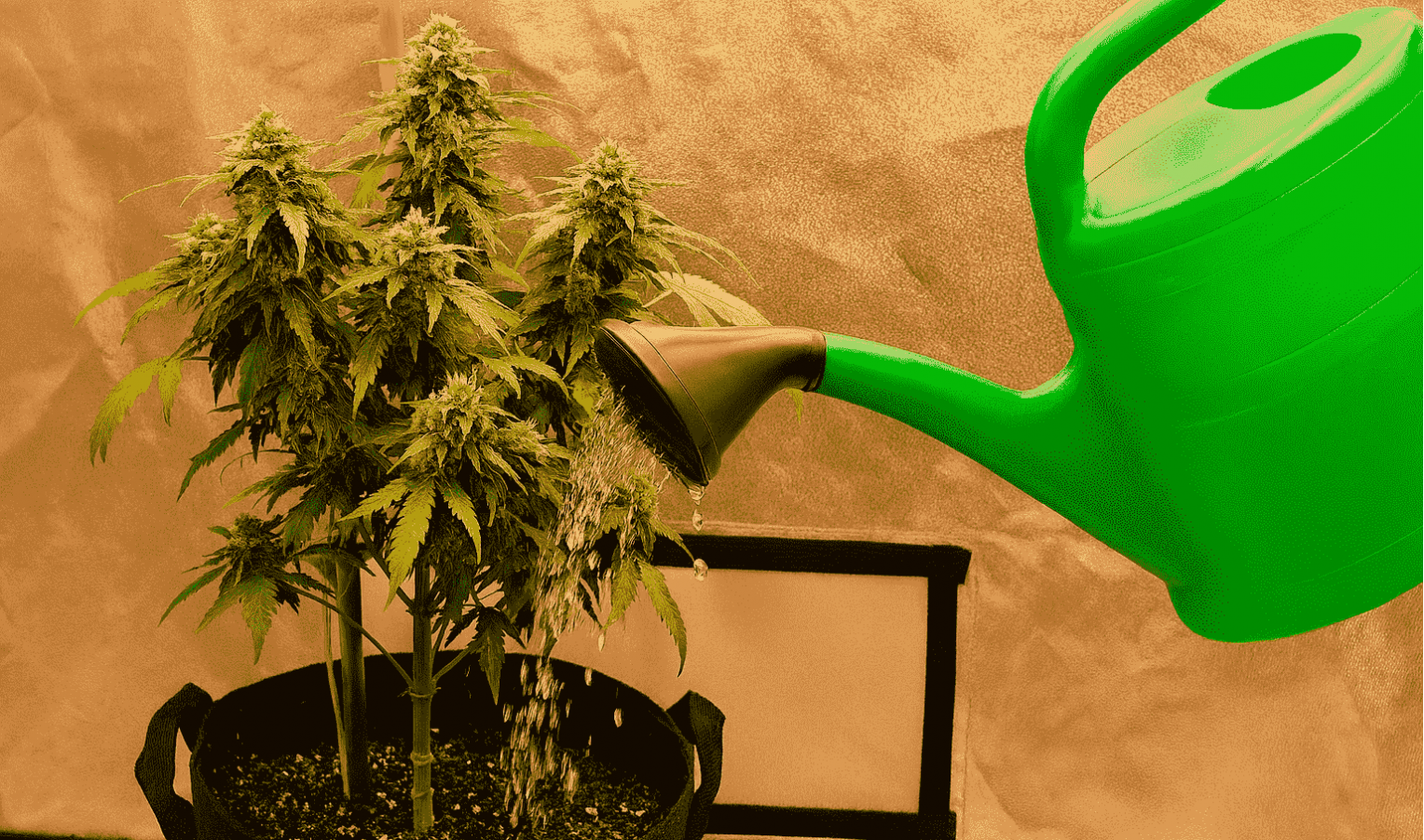 How to properly wash plants before harvest