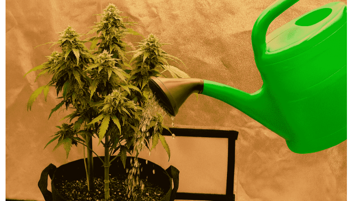 How to properly wash plants before harvest