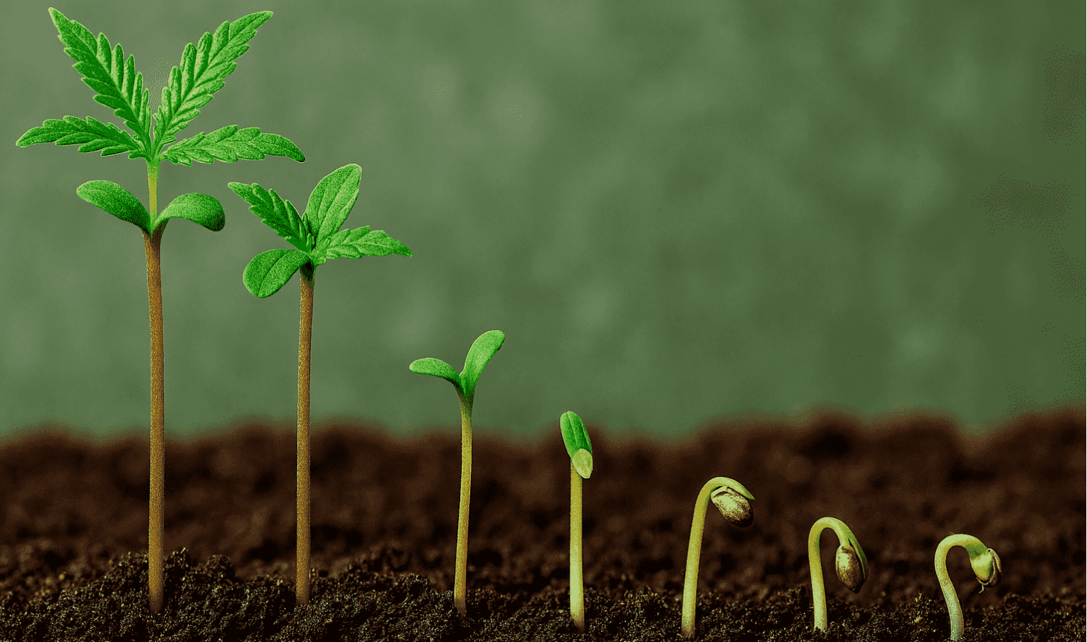 One strain, different sprouts: how genetic instability affects cannabis seed germination