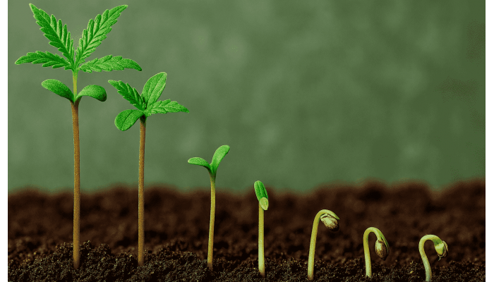 One strain, different sprouts: how genetic instability affects cannabis seed germination