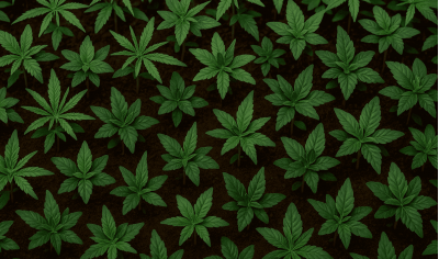 Comparison of Sativa and Indica seedling growth: peculiarities of care