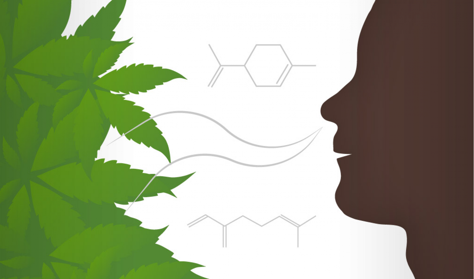 Low-odor cannabis strains