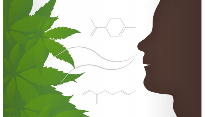 Low-odor cannabis strains