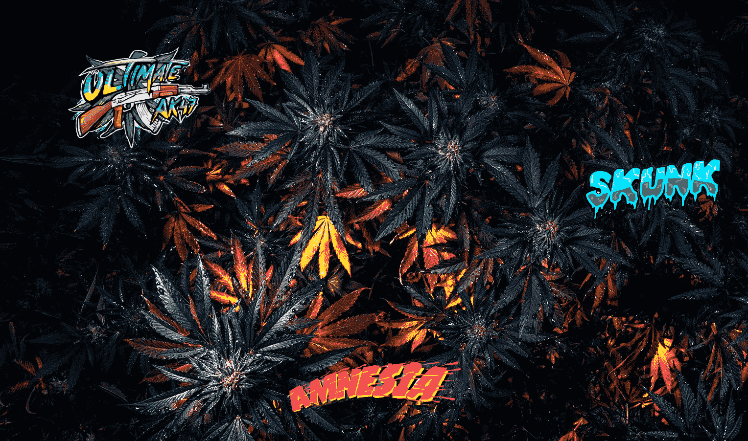 Cannabis strains with legendary genetics