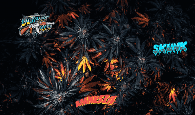 Cannabis strains with legendary genetics