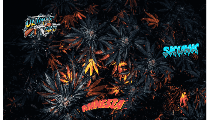 Cannabis strains with legendary genetics