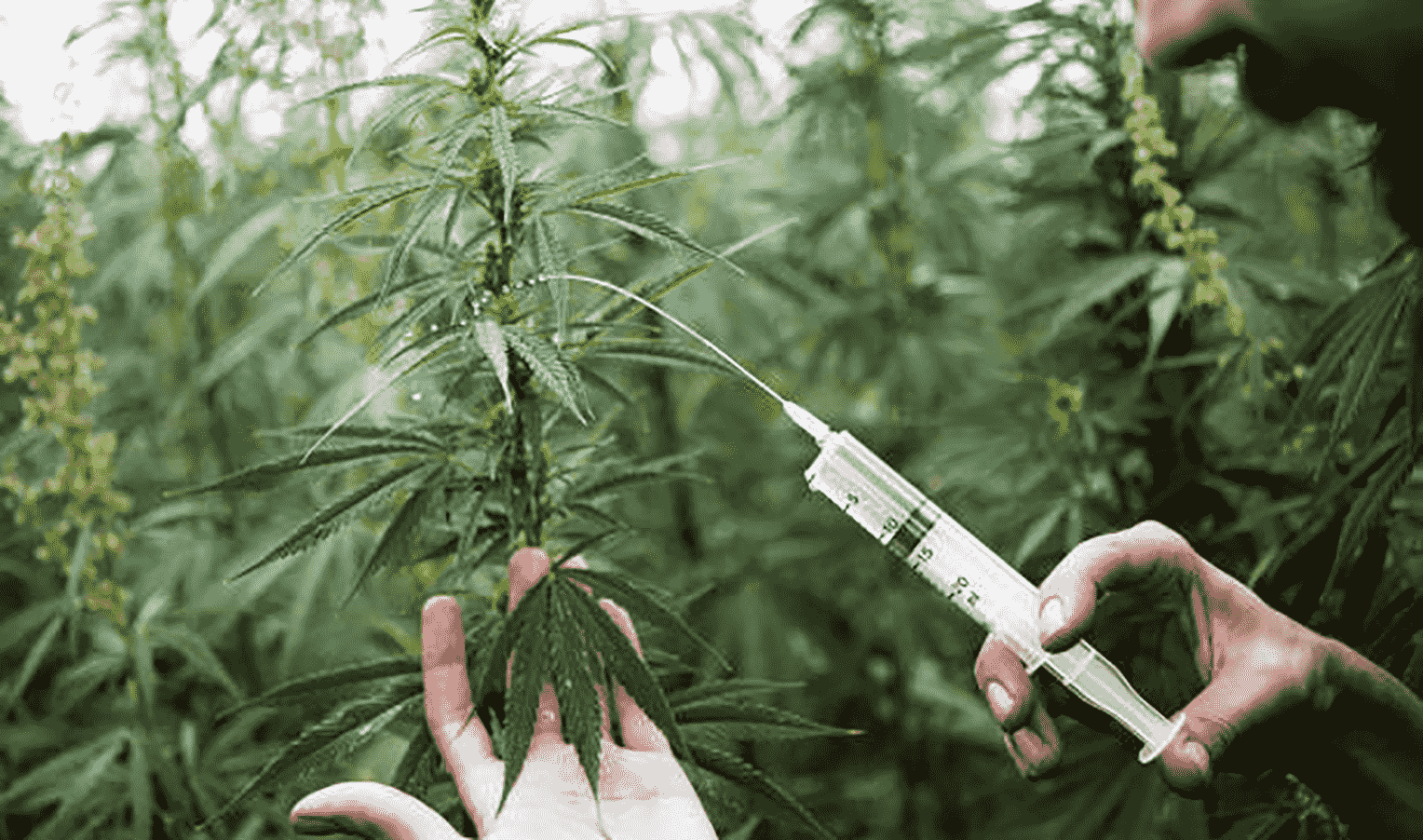 Mastery of Hemp Seed Genetics: Optimizing Fertilizer Regimes for Different Varieties