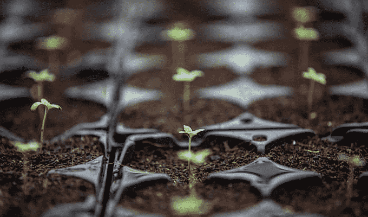 Improved methods of maximizing the rate of germination of hemp seeds