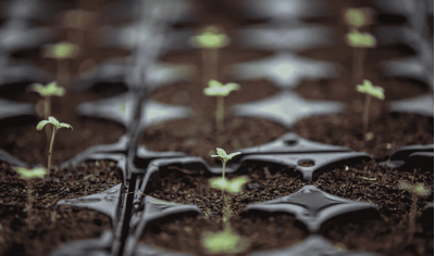 Improved methods of maximizing the rate of germination of hemp seeds