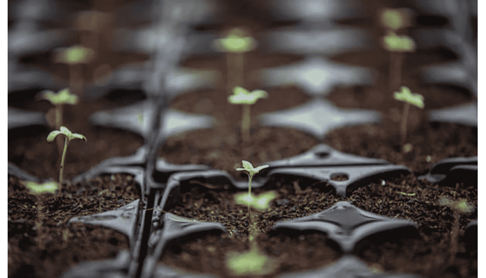 Improved methods of maximizing the rate of germination of hemp seeds