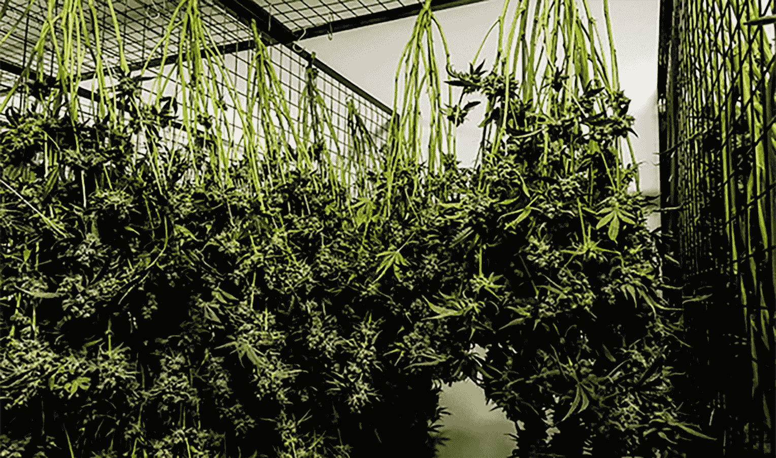 How cannabis is dried and cured