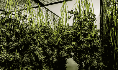 How cannabis is dried and cured