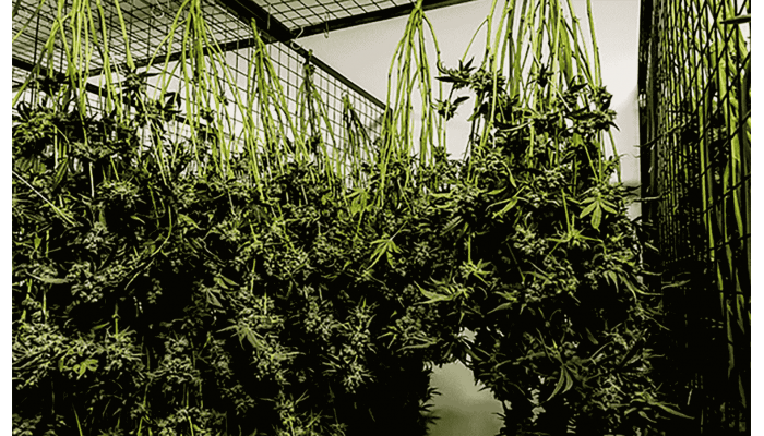 How cannabis is dried and cured