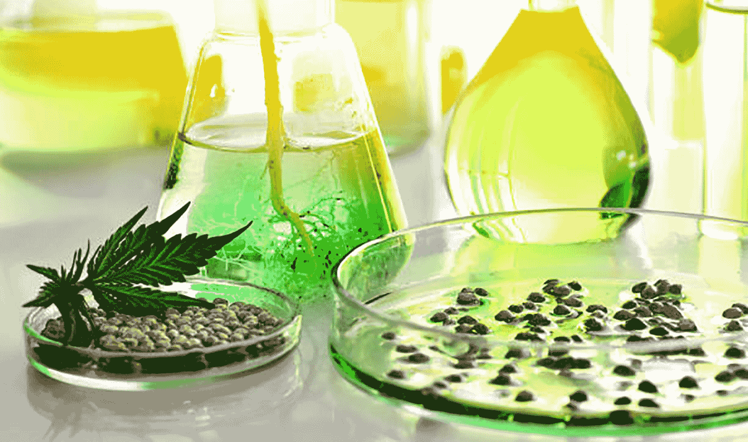 Дослідження генетики насіння конопель: Розуміння основних принципів вирощування кращих сортів Errors Seeds