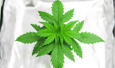 Can cannabis help you lose weight?