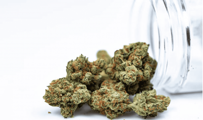 Can Cannabis Keep Your Brain Young?