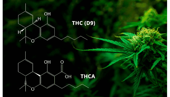 THC and THCA: key differences in cannabis chemical compounds