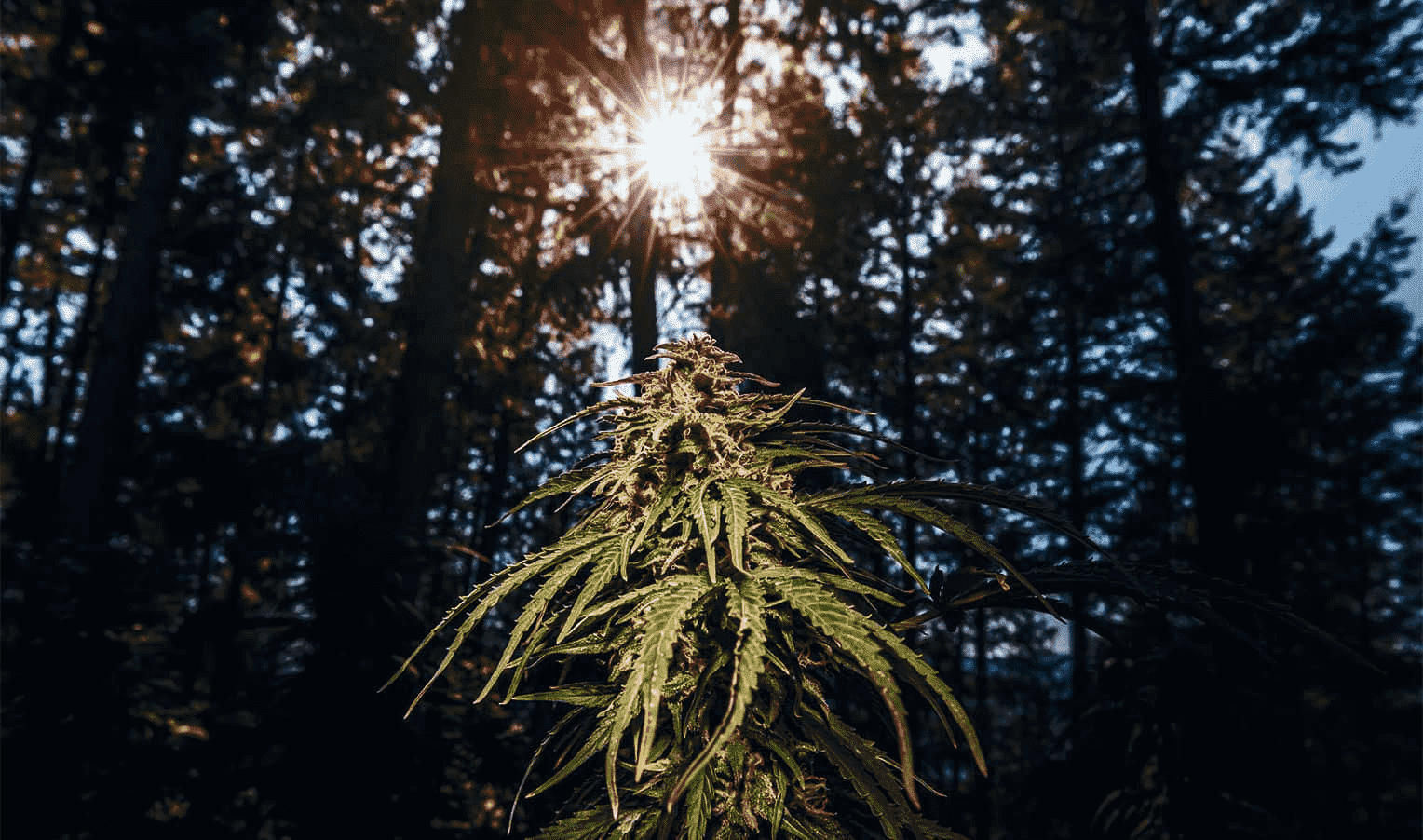 Outdoor Cannabis Care