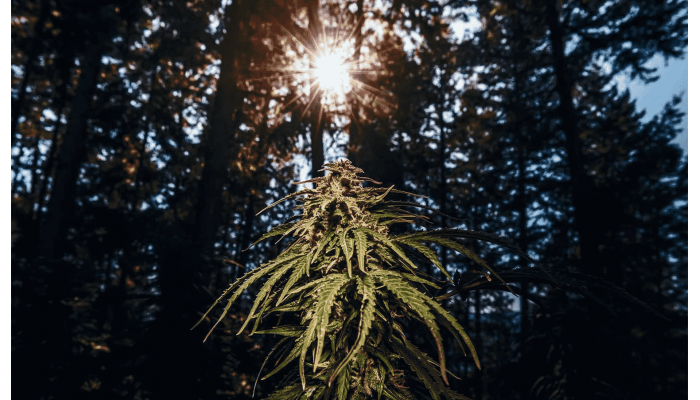 Outdoor Cannabis Care