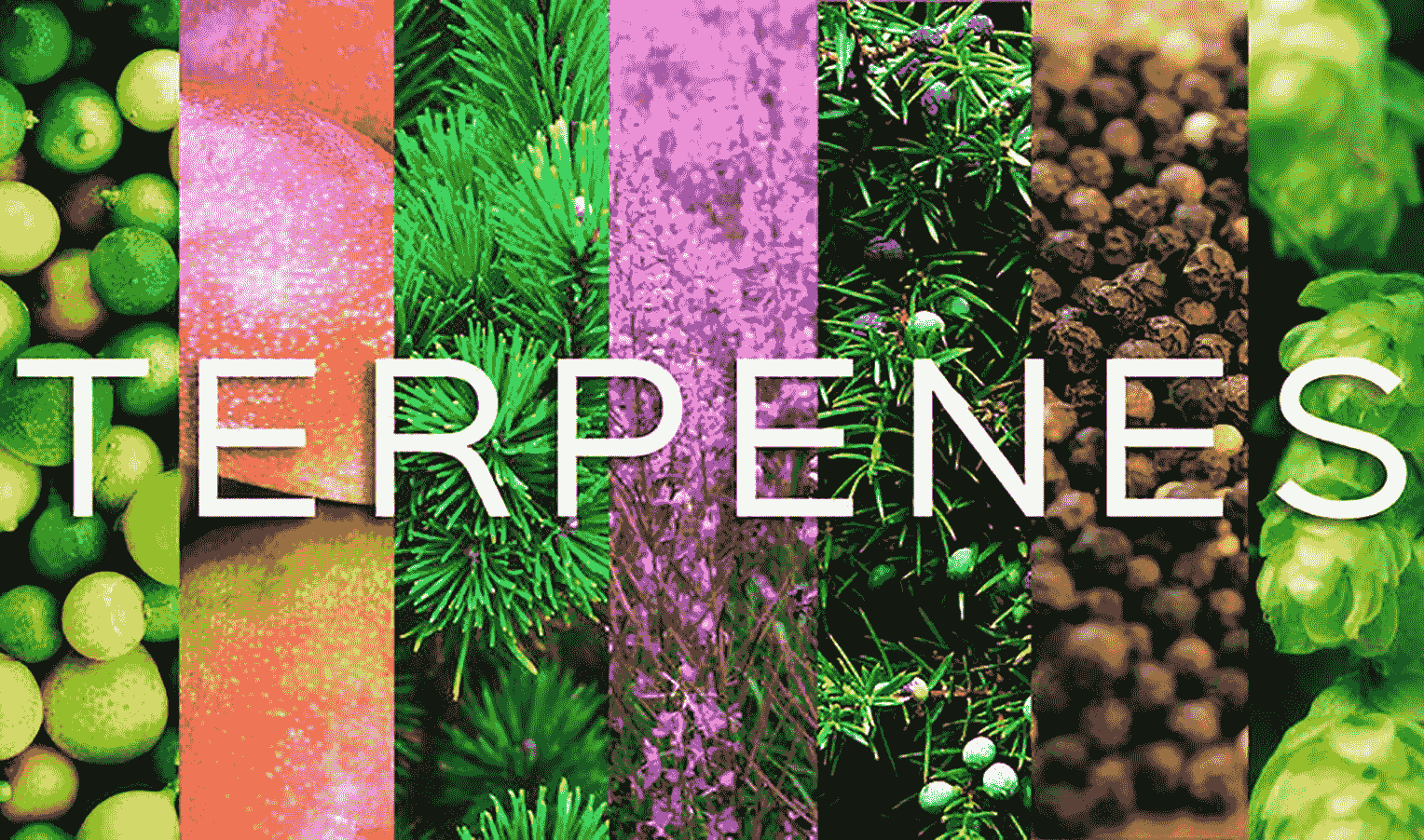 How growing conditions affect terpenes