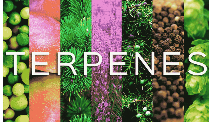 How growing conditions affect terpenes