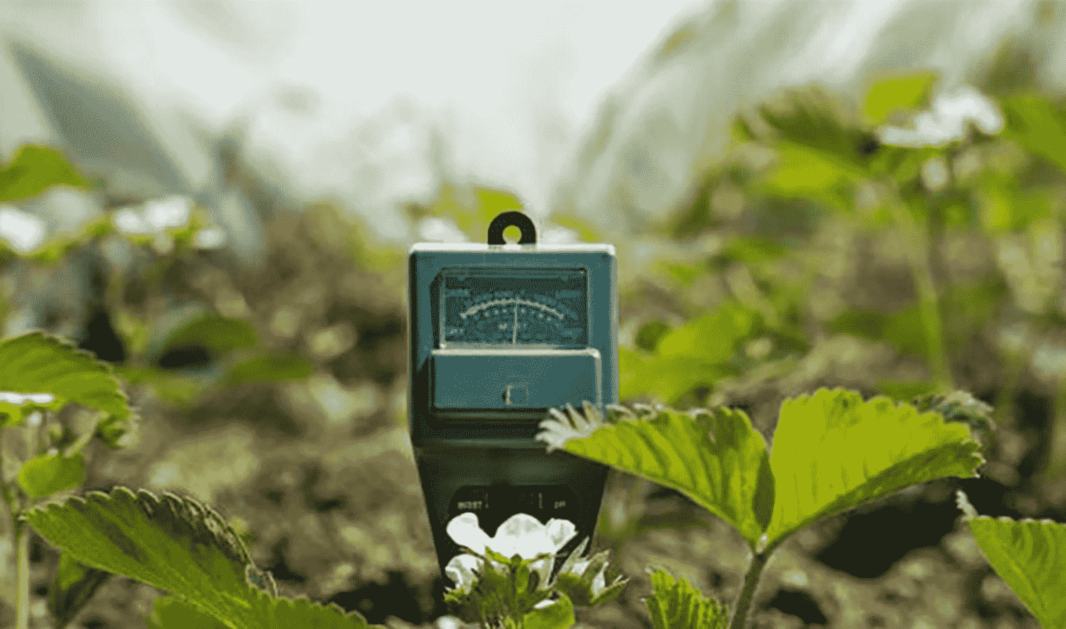 Influence of soil pH on the growth and development of hemp