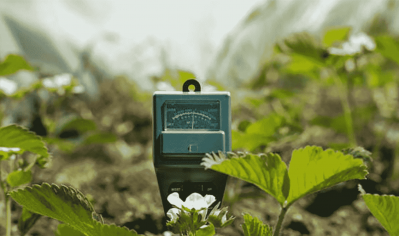 Influence of soil pH on the growth and development of hemp