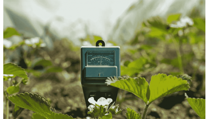 Influence of soil pH on the growth and development of hemp