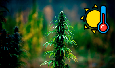 Outdoor cannabis growing: how to survive extreme heat