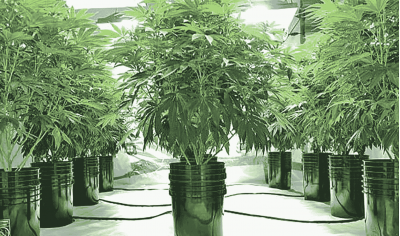 Advantages and disadvantages of hydroponics