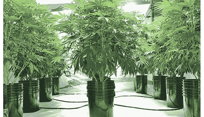 Advantages and disadvantages of hydroponics