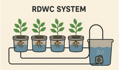 Growing cannabis in an RDWC system