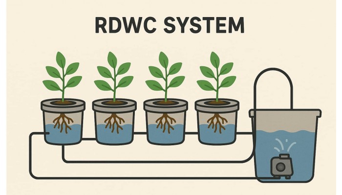 Growing cannabis in an RDWC system